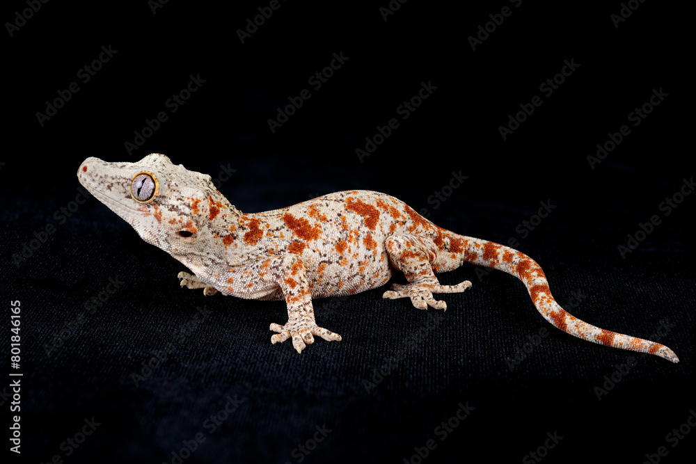 Naklejka premium Red splotched Gargoyle Gecko on black background