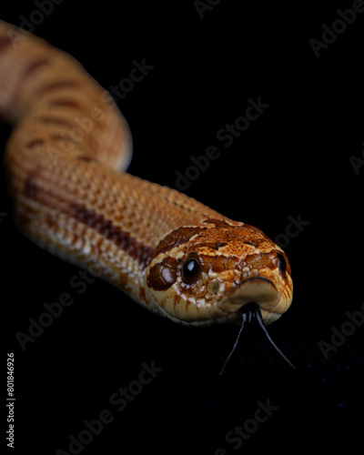 Closeup of Raging Red Western Hognose tongue flick