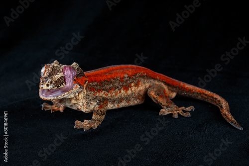 Gargoyle Gecko licking its eyeball on a black background