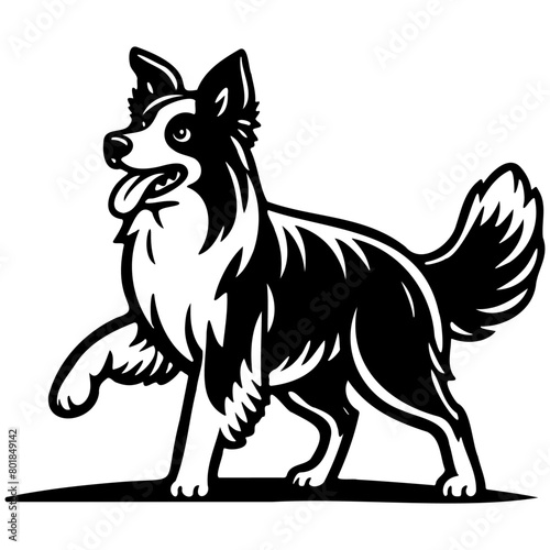 Border Collie Dog Illustration.