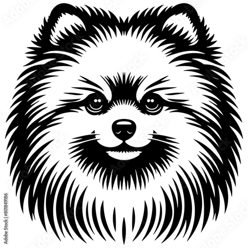 Pomeranian Dog Illustration.