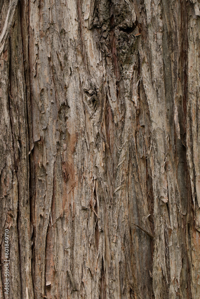 Bark tree Metasequoia glyptostroboides or Dawn Redwood Bark tree Metasequoia glyptostroboides or Dawn Redwood