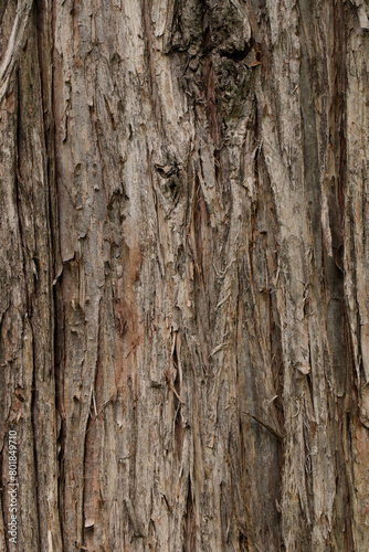 Wallpaper Mural Bark tree Metasequoia glyptostroboides or Dawn Redwood Torontodigital.ca