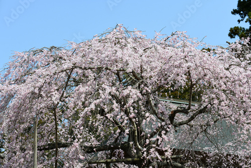 紅しだれ桜