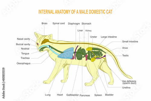 Internal anatomy of a domestic cat.Carnivores. Mammalian. photo