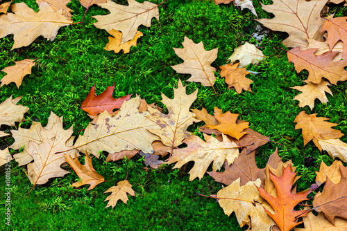  Leaves on moss. © Marcin Lonczak