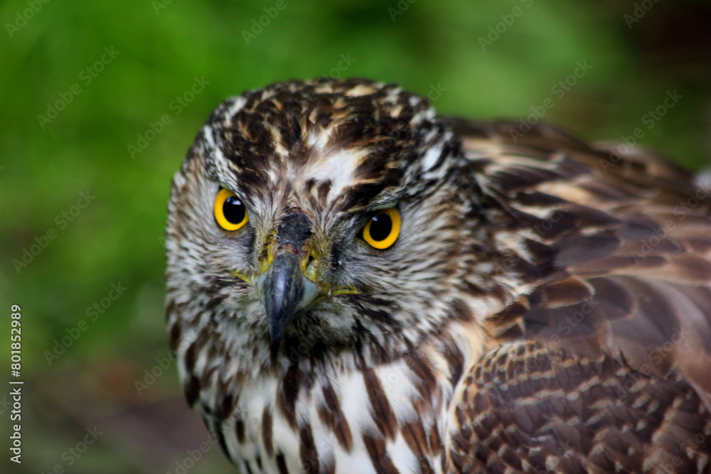 Macro of Hawk or buzzard. Portrait of Red Tailed Hawk (Common buzzard) looking on camera. Close-up of hawk head, feather detail and powerful buzzard. Hawk portrait. Green background long leged buzzard