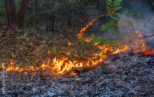 Canvas Print Wildfires in tropical forest release carbon dioxide (CO2) emissions and other greenhouse gases (GHG) that contribute to climate change