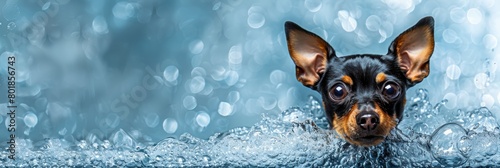 Miniature pinscher dog with yellow and black fur enjoying a swim in vibrant blue waters photo