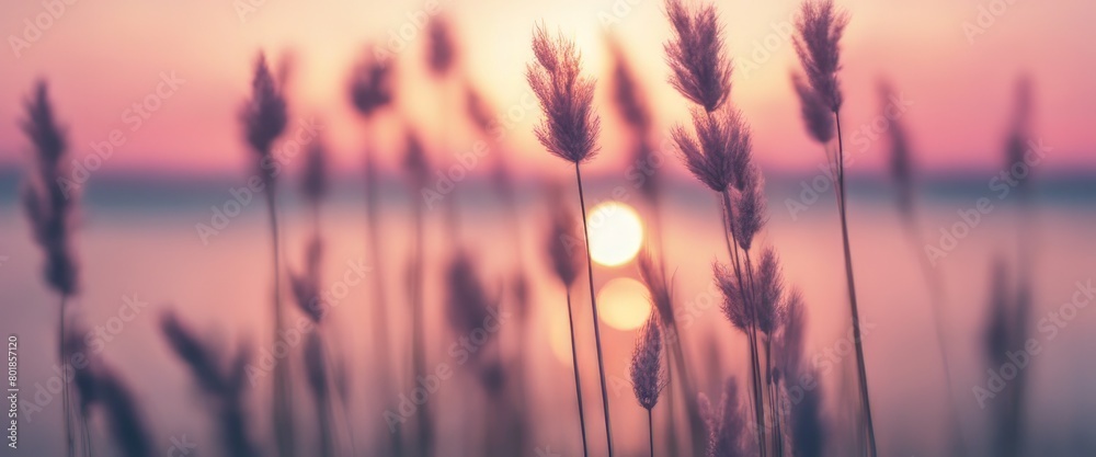 Fototapeta premium Little grass stem close-up with sunset over calm sea, sun going down over horizon. Pink & purple