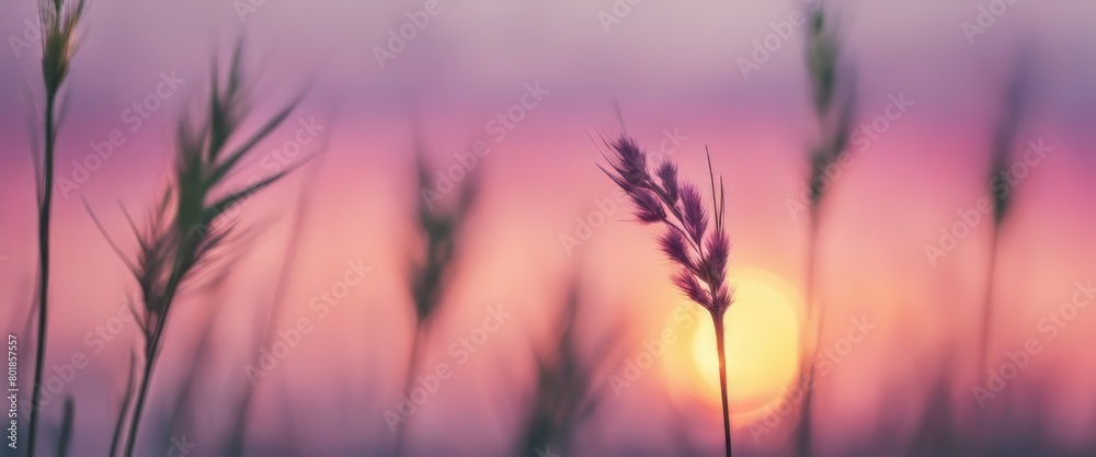 Obraz premium Little grass stem close-up with sunset over calm sea, sun going down over horizon. Pink & purple