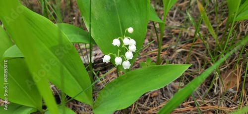 Delicate white lily of the valley flowers with green leaves in a spring forest