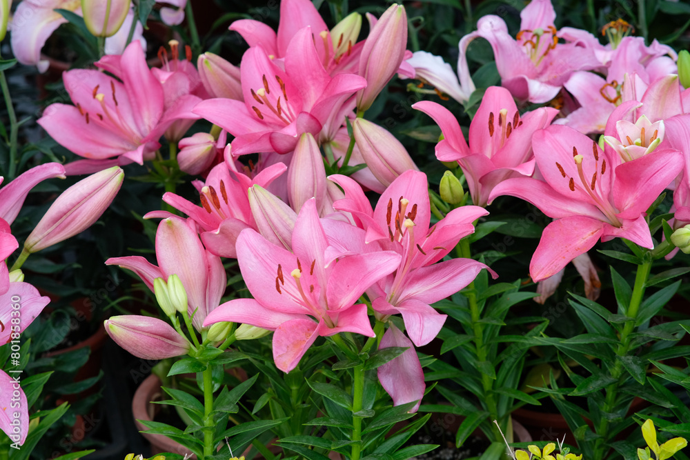 Pink lilies in Zhongshe Flower Farm in Taichung City, Taiwan. Pink lilies in Zhongshe Flower Farm in Taichung City, Taiwan.