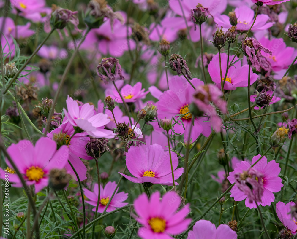 Pink garden cosmos in Zhongshe Flower Market, Taichung Taiwan. Pink garden cosmos in Zhongshe Flower Market, Taichung Taiwan.