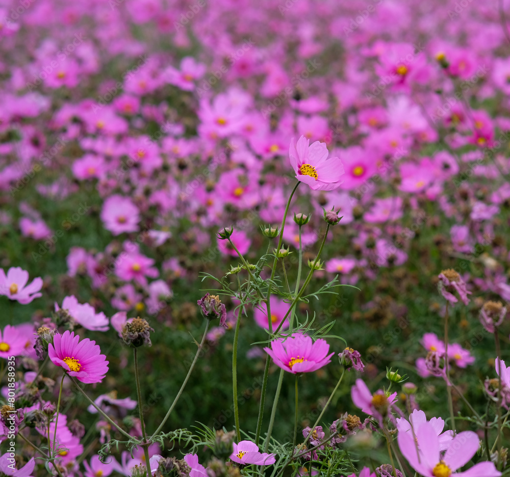 Pink garden cosmos in Zhongshe Flower Market, Taichung Taiwan. Pink garden cosmos in Zhongshe Flower Market, Taichung Taiwan.