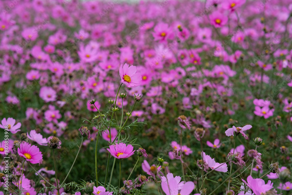 Pink garden cosmos in Zhongshe Flower Market, Taichung Taiwan. Pink garden cosmos in Zhongshe Flower Market, Taichung Taiwan.