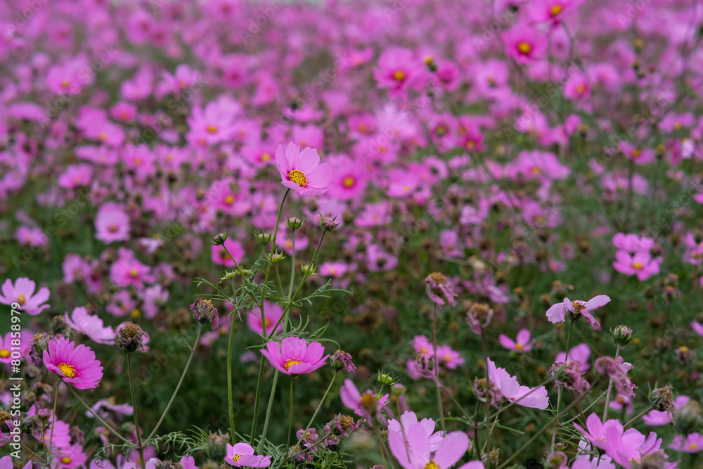 Pink garden cosmos in Zhongshe Flower Market, Taichung Taiwan.