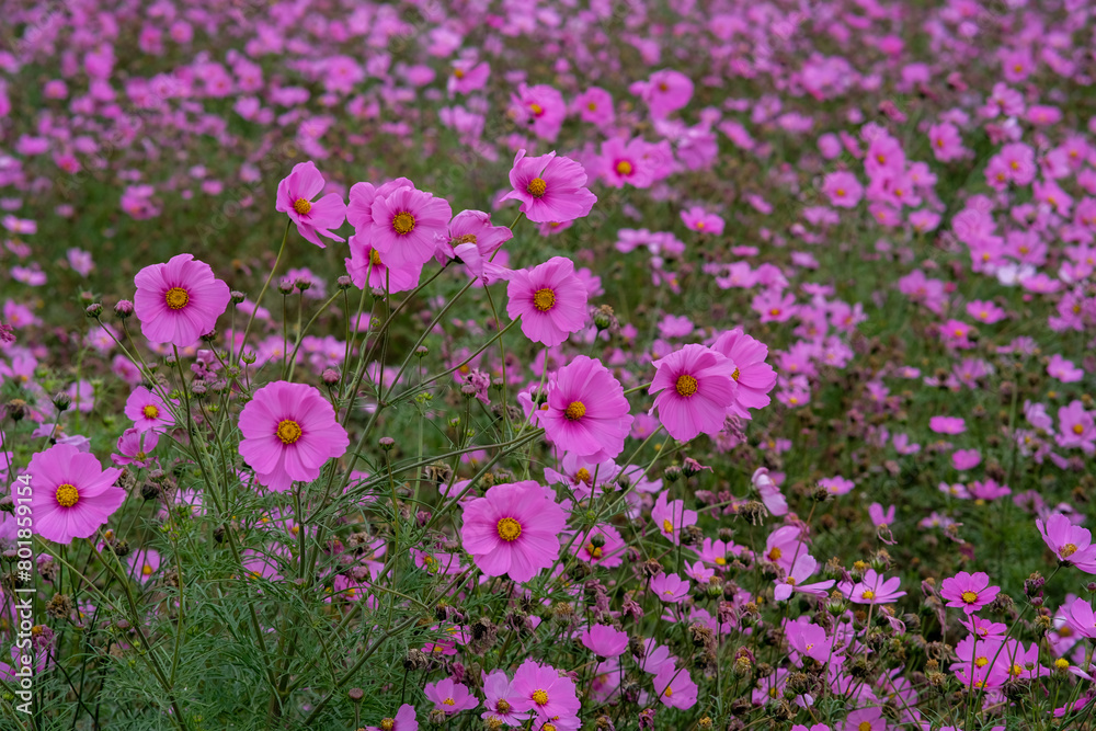 Fototapeta premium Pink garden cosmos in Zhongshe Flower Market, Taichung Taiwan.