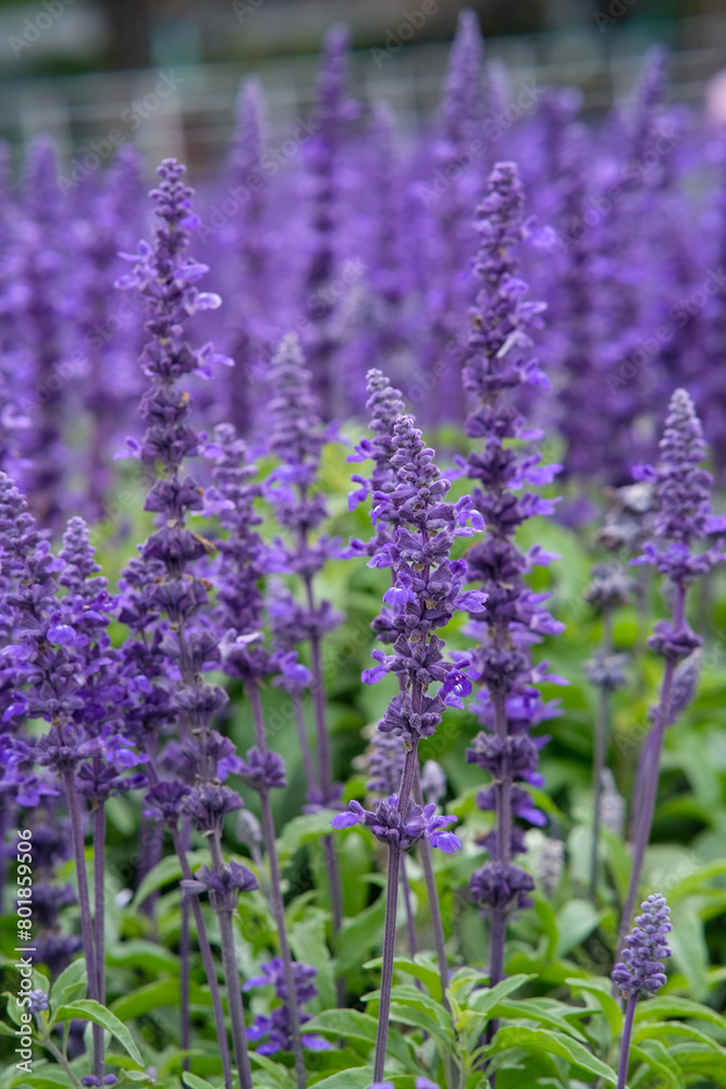 English lavender in Zhongshe Flower Market, Taichung Taiwan. English lavender in Zhongshe Flower Market, Taichung Taiwan.