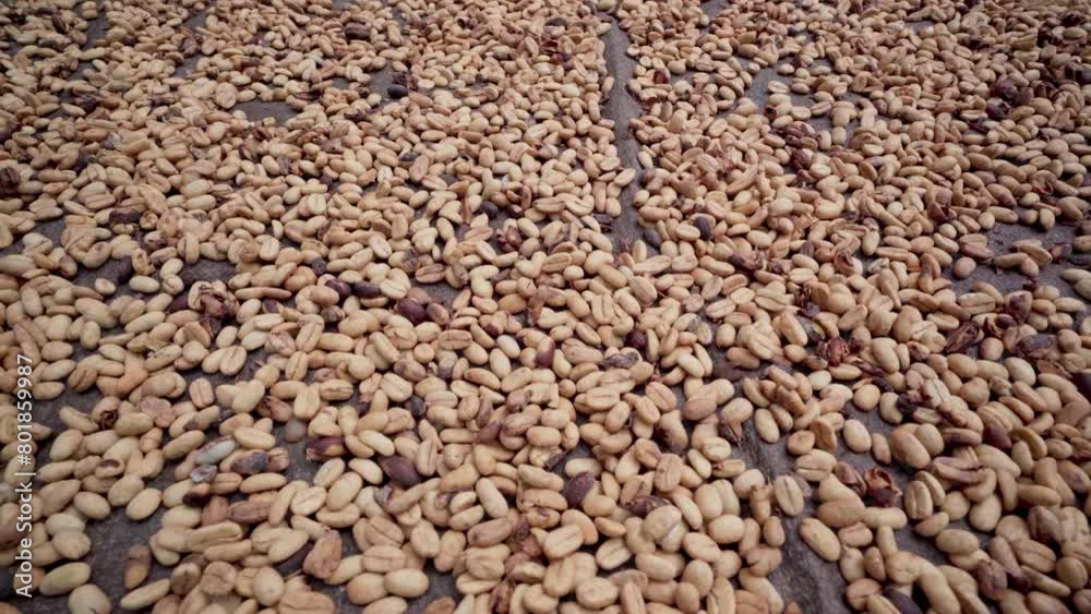 Farmers dry coffee beans in the sun