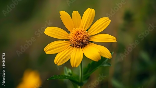 Arnica montana: A Toxic European Flowering Plant in the Asteraceae Family. Concept Toxic Plants, Medicinal Herbs, Arnica montana, Asteraceae Family, European Flora