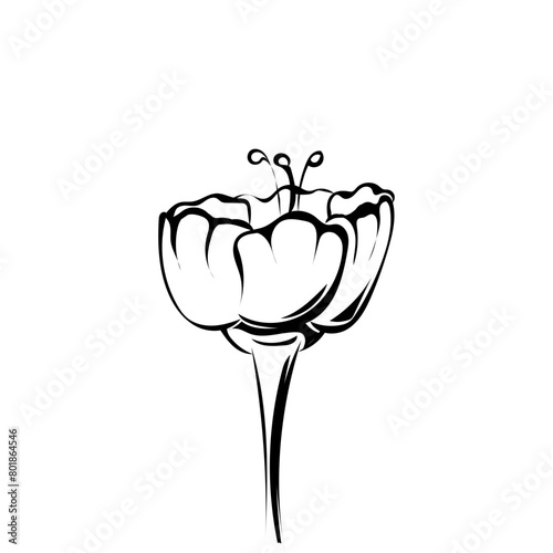 Blume