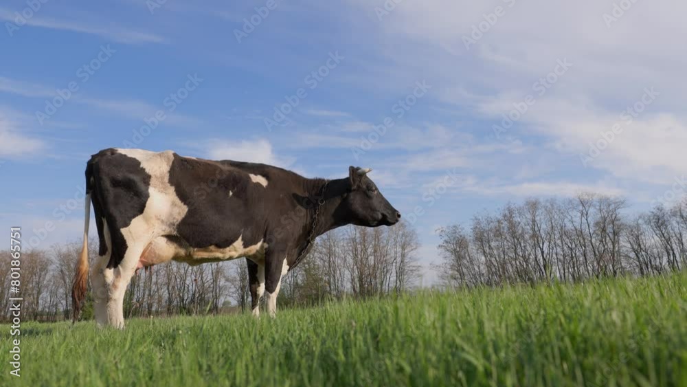 Dairy Cow Stands in Meadow and Mooing. Cattle Grazing in Pasture Dairy Cow Stands in Meadow and Mooing. Cattle Grazing in Pasture