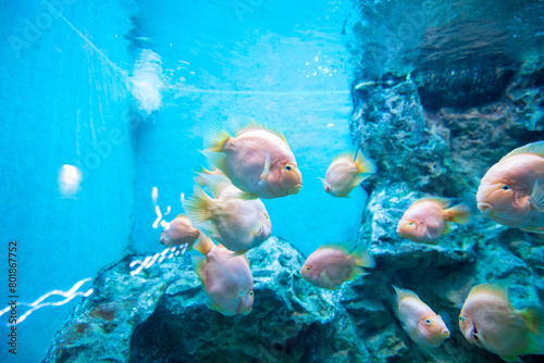View of Orange parrot fish in the aquarium, focus selective