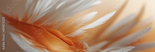 Abstract orange and white feathers with white background soft brown feather texture on white pattern 