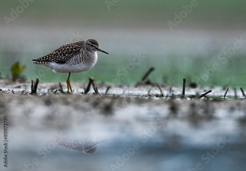 Łęczak (Tringa glareola)