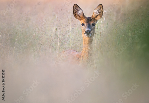 Sarna europejsa (Capreolus capreolus)