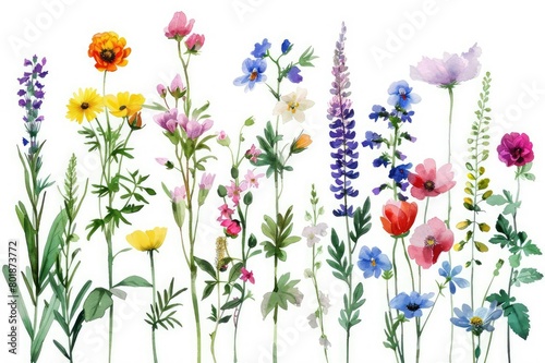 watercolor summer wildflower clipart with a variety of colored flowers neutral with green stems on an isolated on white background