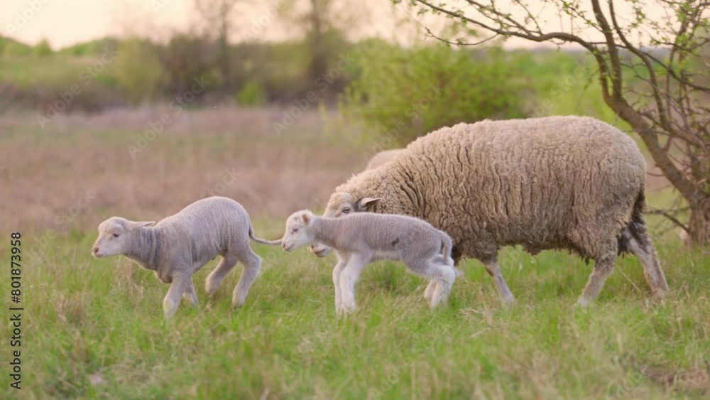 Funny Little Lambs Playing On Meadow. Sheep Grazing in Pasture on Farm in Countryside Funny Little Lambs Playing On Meadow. Sheep Grazing in Pasture on Farm in Countryside