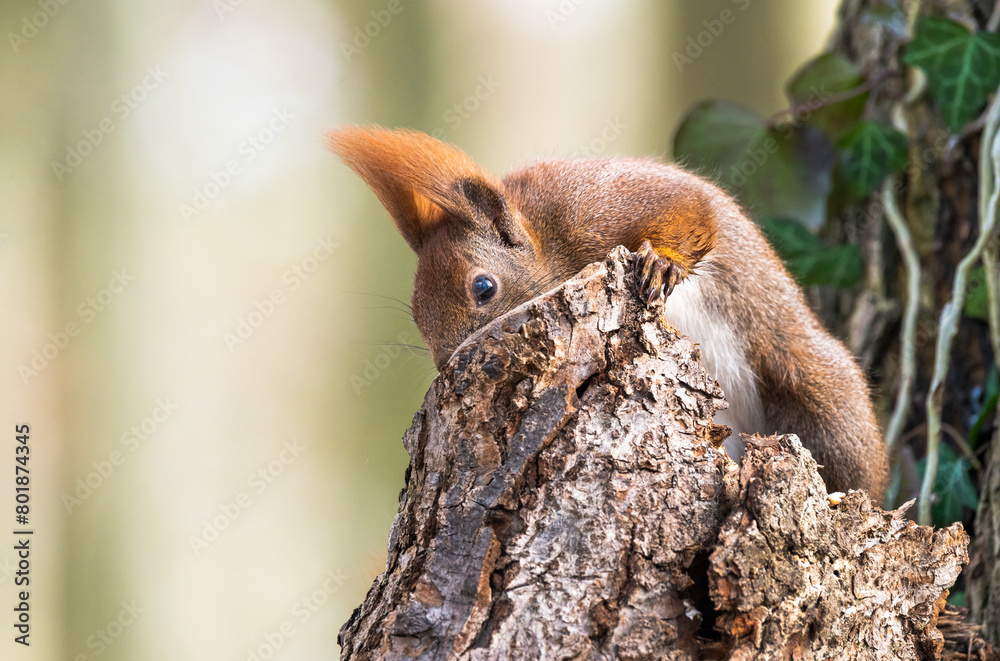 Obraz premium Wiewiórka ruda (Sciurus vulgaris)