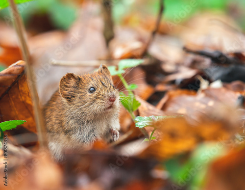 Nornica ruda (Clethrionomys glareolus) 