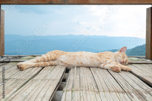 Light orange cat sleeping on bamboo balcony