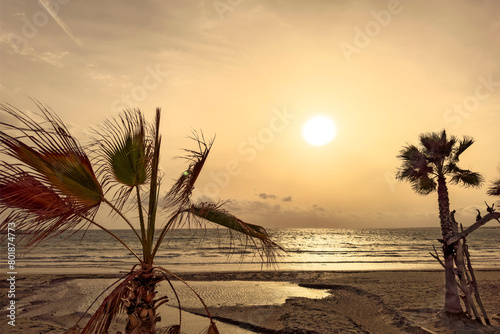 PALMS IN THE WIND