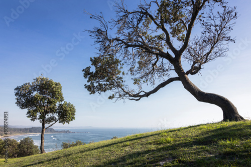 Shapely trees on cliff over ocean at Minnie Water on NSW coastline