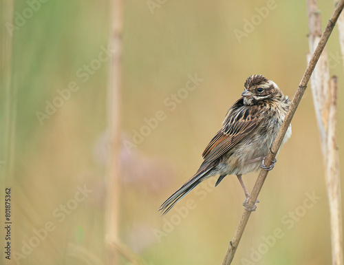 Potrzos (Schoeniclus schoeniclus)