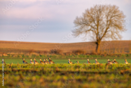 Siewka złota (Pluvialis apricaria)