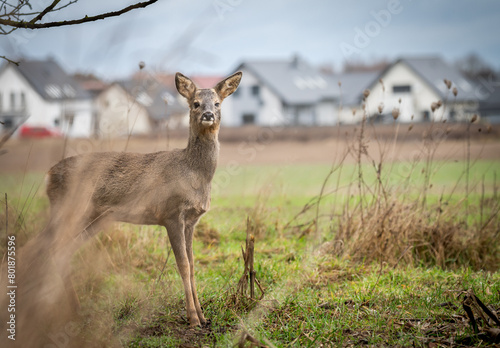 Sarna europejska (Capreolus capreolus)