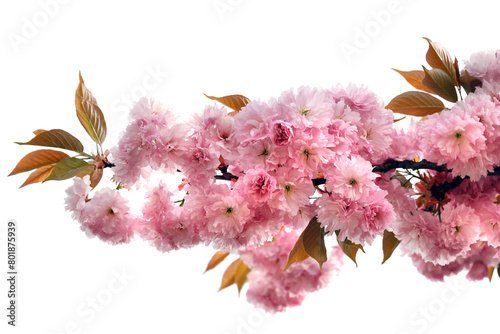 branch of a japanese clove cherry tree, prunus serrulata isolated on white background, pink cherry blossom tree in spring