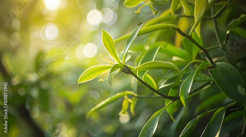 a vanilla orchid plant in a natural, tropical setting, where the delicate green vines are intertwined with the surrounding flora