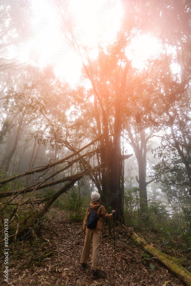 Naklejka premium Woman Hikers Admiring and Forest walk and camping adventures