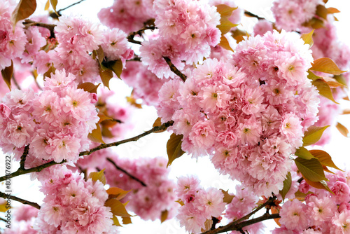 japanese clove cherry tree flowers background, prunus serrulata isolated on white background, pink cherry blossom tree in spring