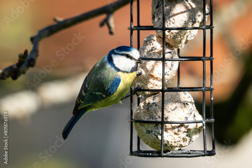 Mésange bleu sur un mangeoire