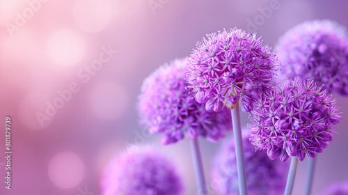 Purple Allium flowers