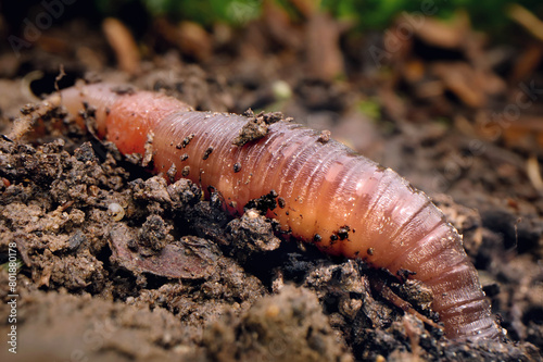 Close-up of an earthworm in the soil after rain, the worm loosens the soil in the vegetable patch
