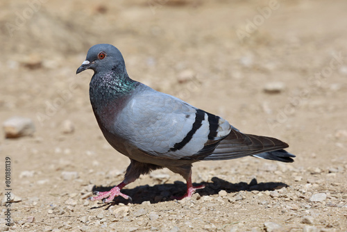 rock pigeon, Columba livia, walking on sandy ground on a hot sunny day, portrait of a rock dove, coastal bird