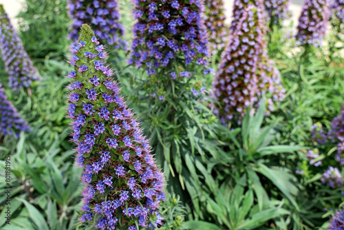 Close up of a large blue flower head in full bloom of Echium candicans, the Pride of Madeira